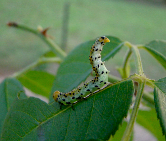 bruco mangia-rose - Arge ochropus  (Hym. Argidae)